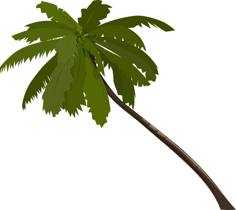 Palm Tree Clipart Brown - Jungle Trees Clip Art (810x720)