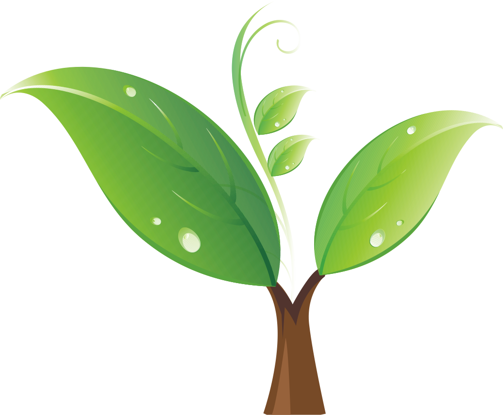 Clipart Tree Seedling Clip Art Green Sprout 1036 856 - Seedling (1036x856)