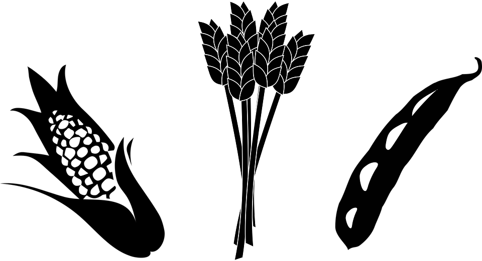 Clip Arts Related To - Corn And Soybean Clipart (960x521)