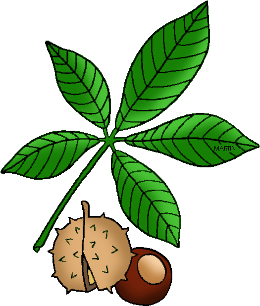 United States Clip Art By Phillip Martin, Ohio State - Ohio Buckeye Clip Art (561x648)
