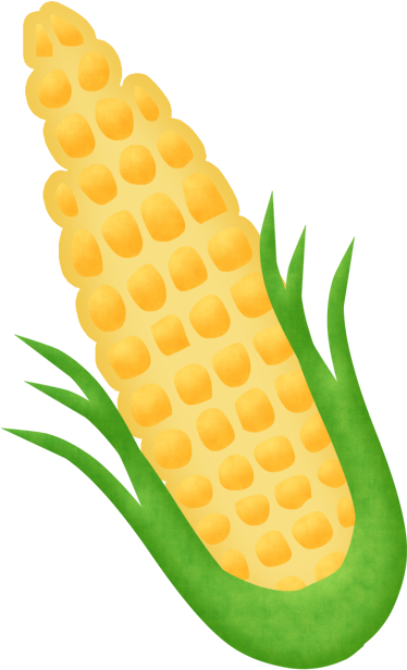 Corn On The Cob - Midsummer (382x624)