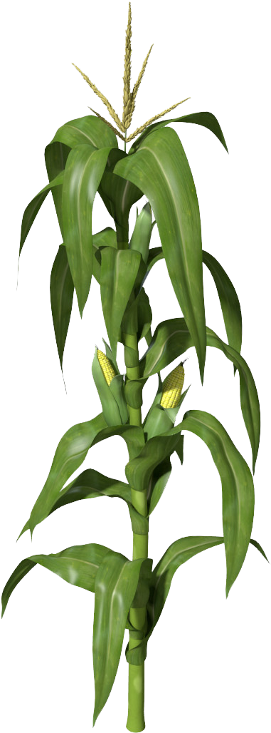 Corn - Corn Stalks Illustration (1200x1200)