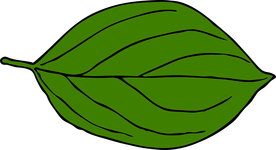 Green Pumpkin Leaf Clipart Free Clipart Images - Leaf Drawing Clip Art (1280x698)