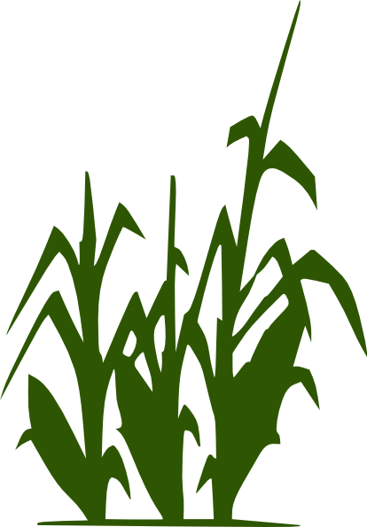 Corn Stalk Clip Art - Lacto-fermentation Of Human Excreta For Agricultural (414x595)