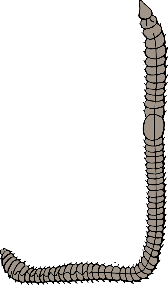 Earth Worm - Worm Clip Art (600x1016)