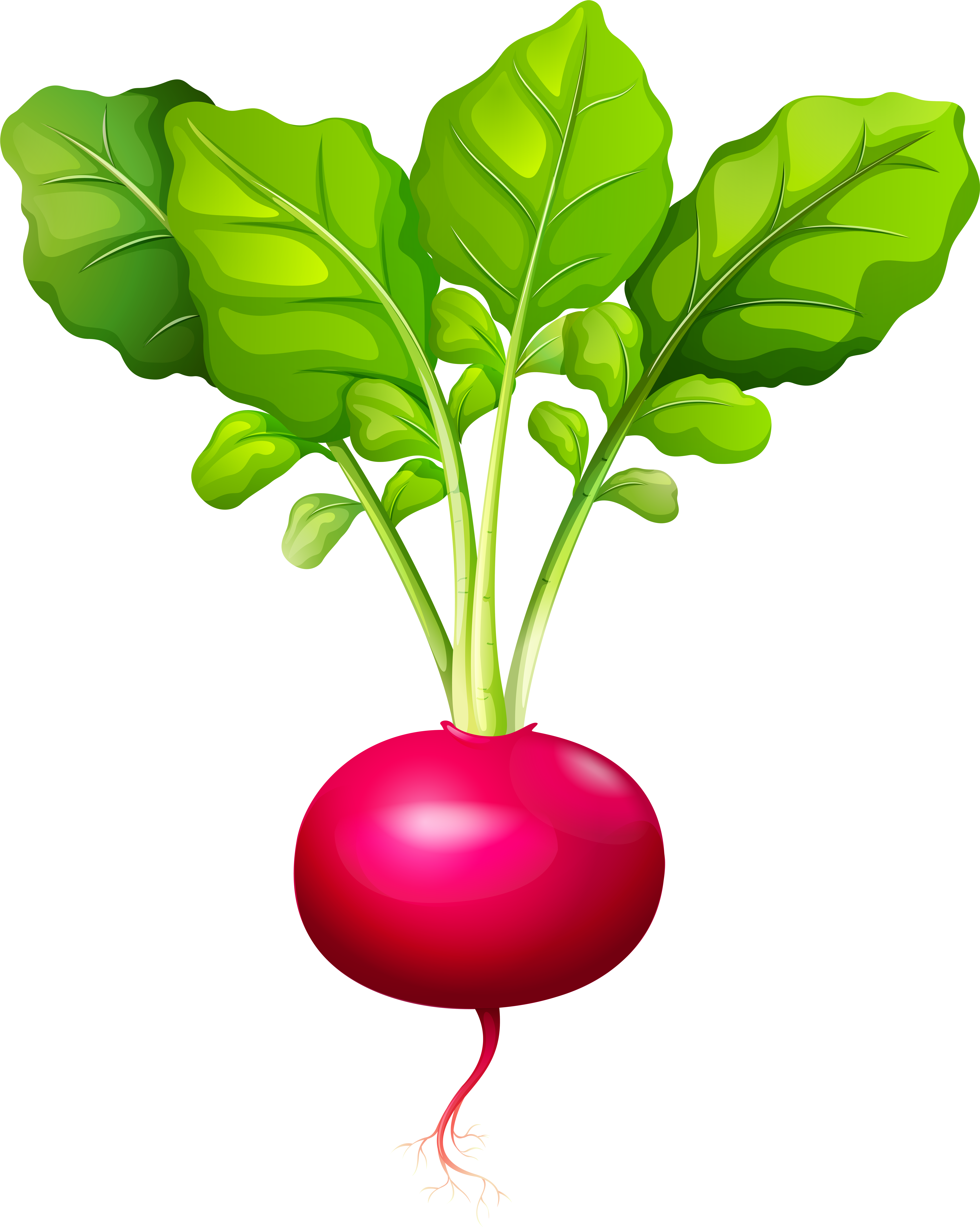 Radish Png Clip Art - Radish Png Clip Art (6538x8000)
