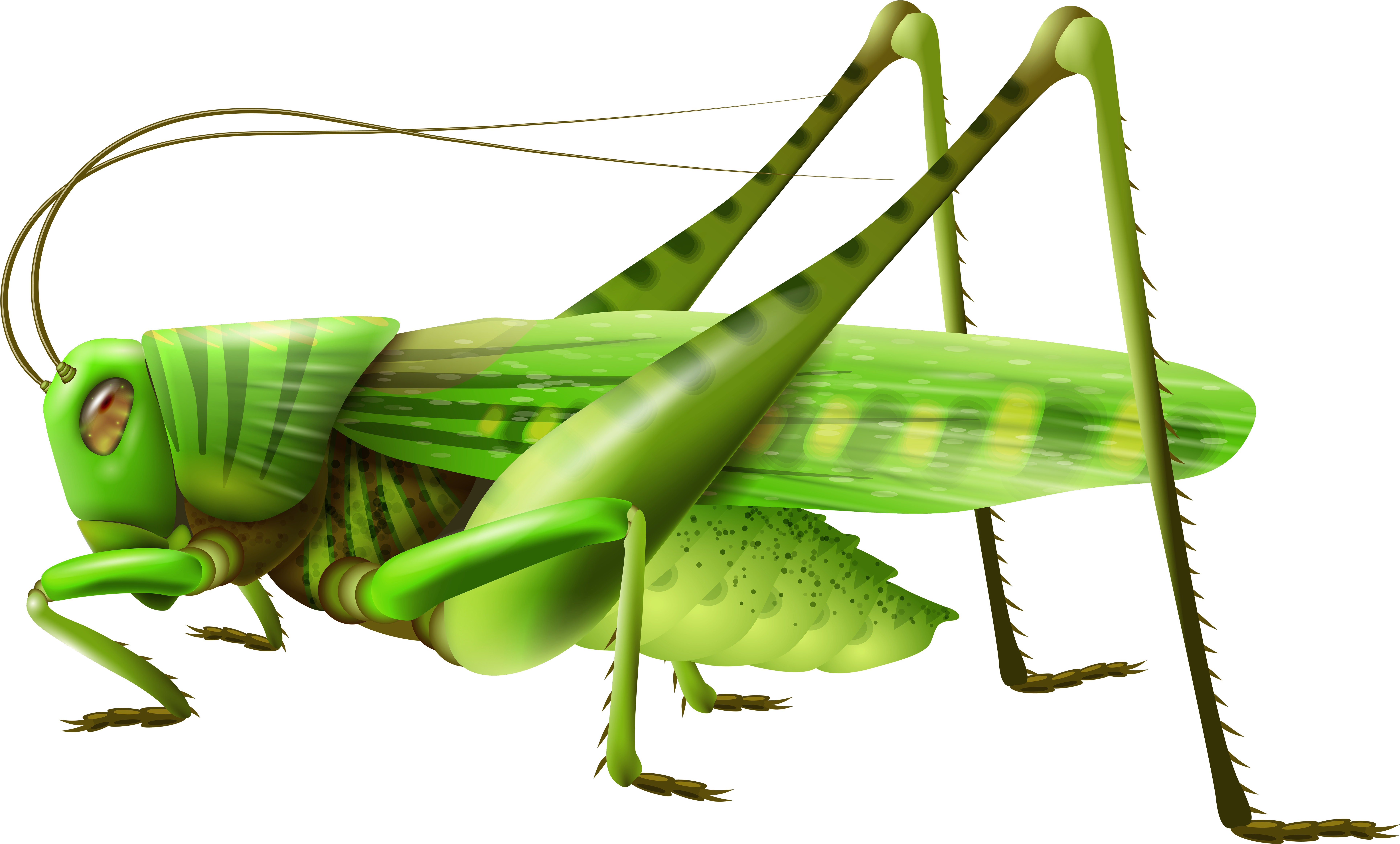 Grasshopper Png Clip Art - Grasshopper Clipart Png (8000x5031)