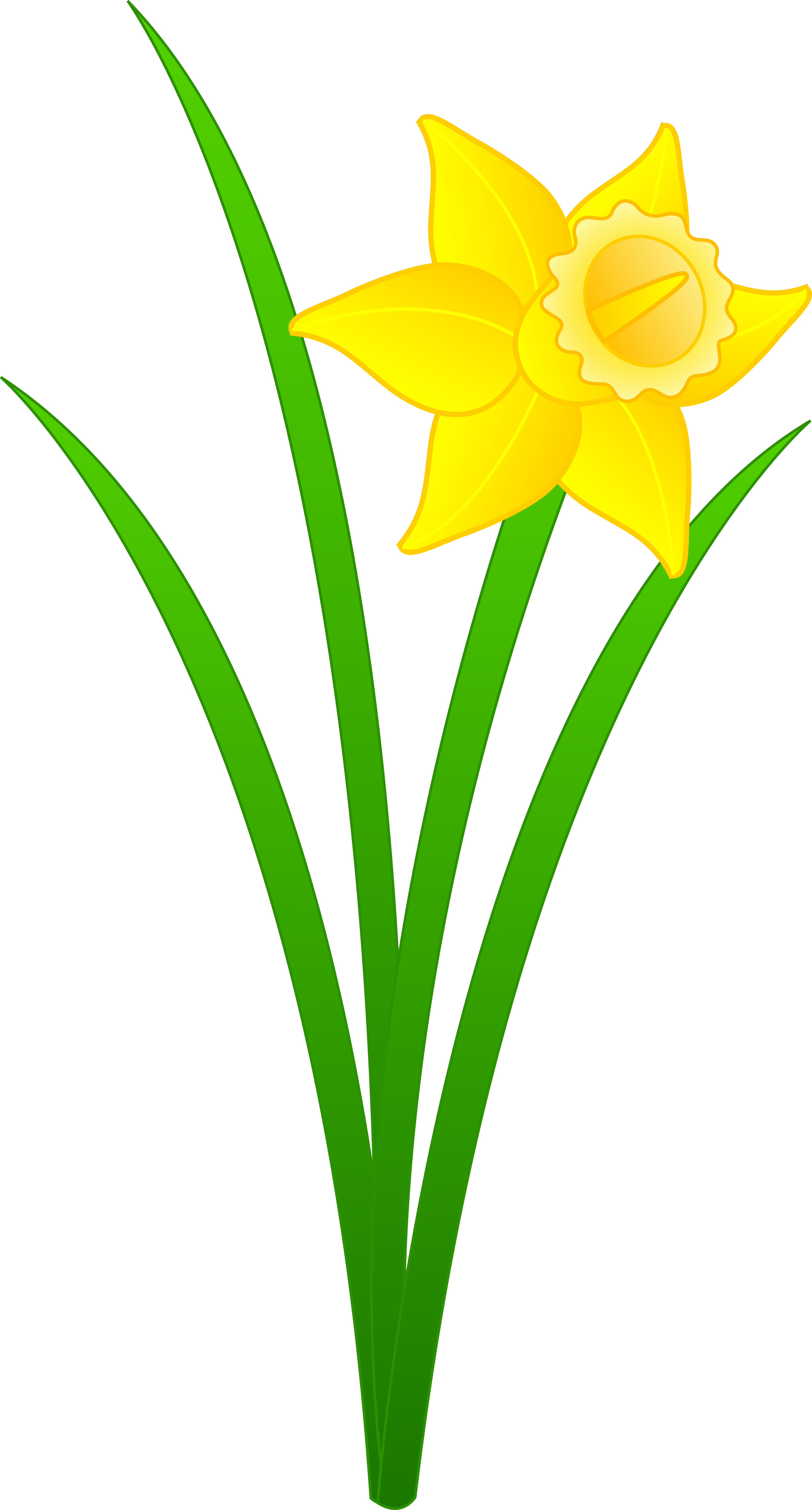 Daffodil Flower Clip Art - Daffodil Flower Clip Art (3891x7231)