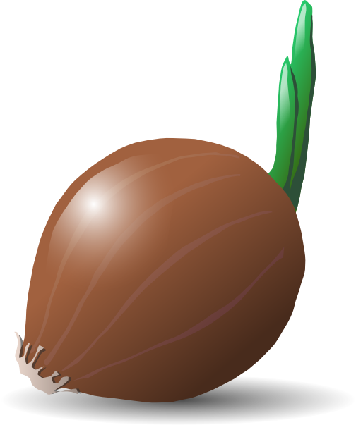 Free Vector Onion Clip Art - Vegetable Clip Art (504x603)