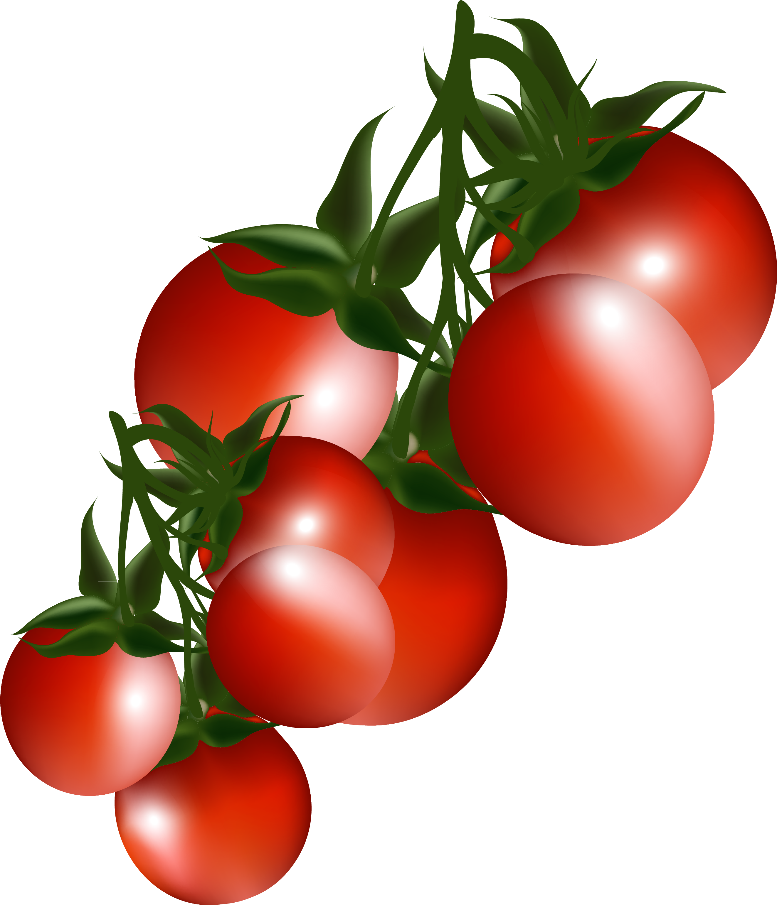 Tomatoes Clip Art - Clipart Tomatoes (2721x3139)