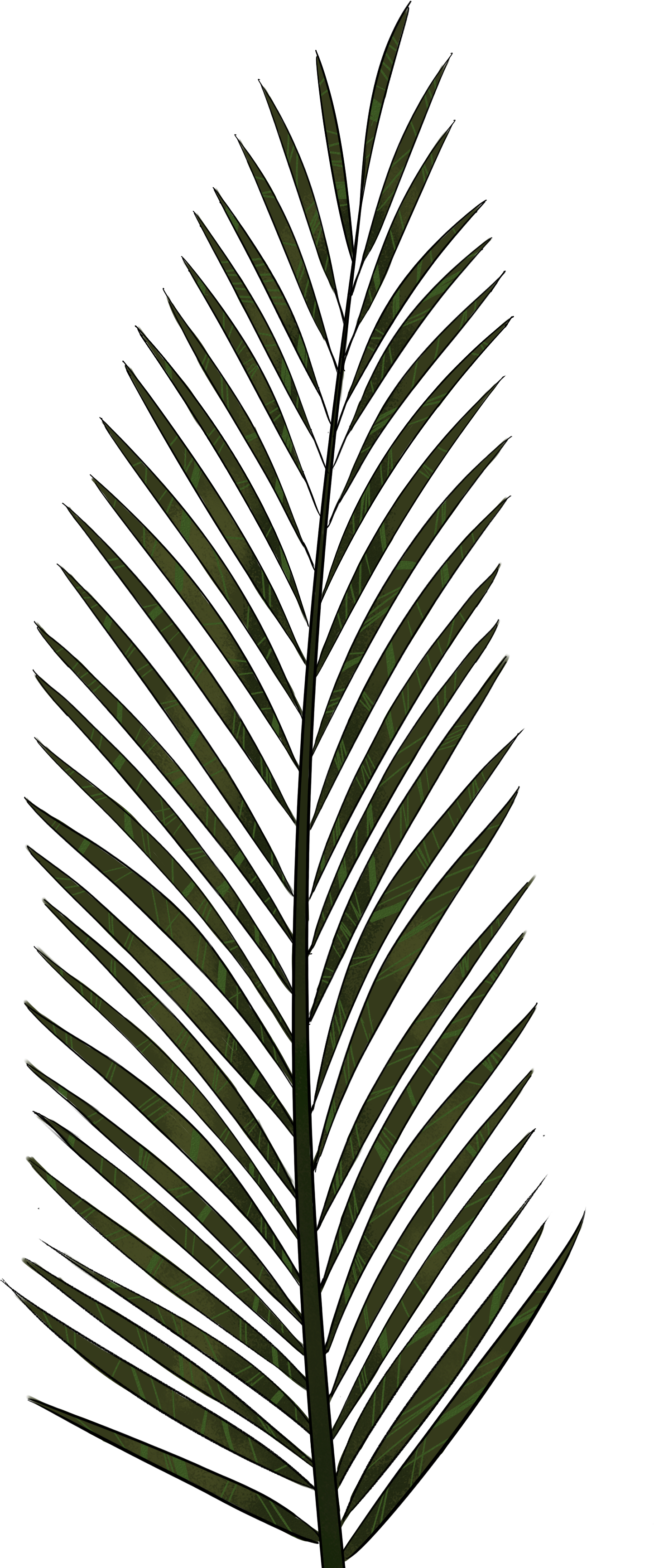Palm Leaf Png Textures And Style Radin Mas - Palm Trees (2480x3507)