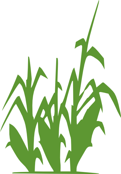 Corn Clip Art At Clker Vector Free - Lacto-fermentation Of Human Excreta For Agricultural (414x595)