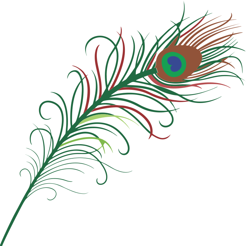 Peacock Clipart - Transparent Background Peacock Feather (800x800)