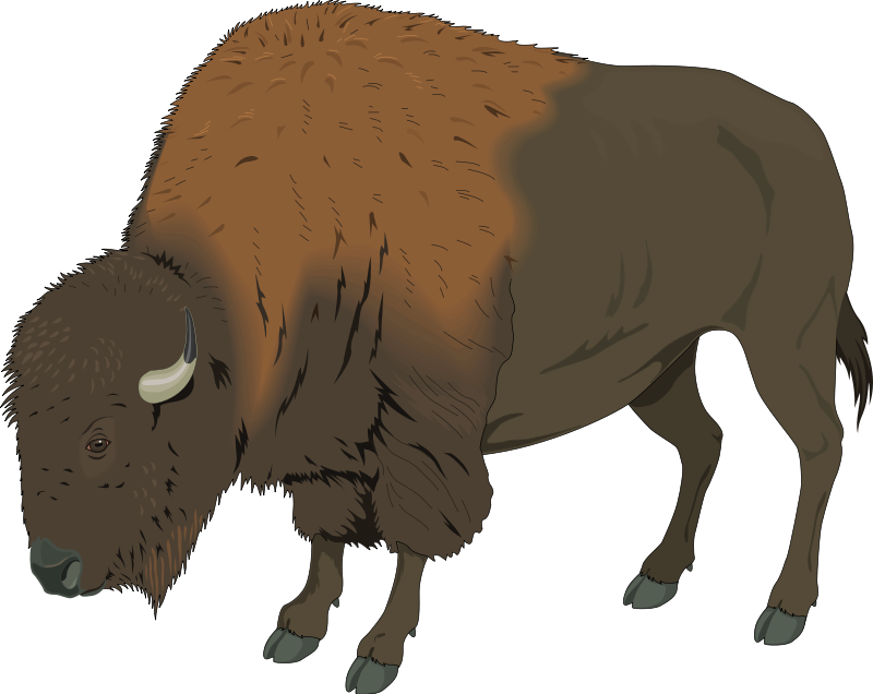 Large Bison Eating Grass Clip Art - Bison Clipart Png (800x636)