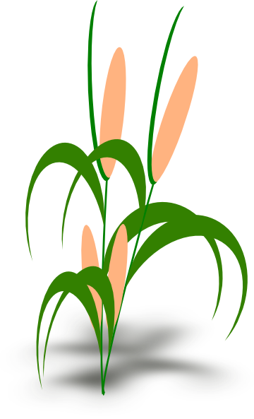 Espiga De Milho Vetor Png (360x593)