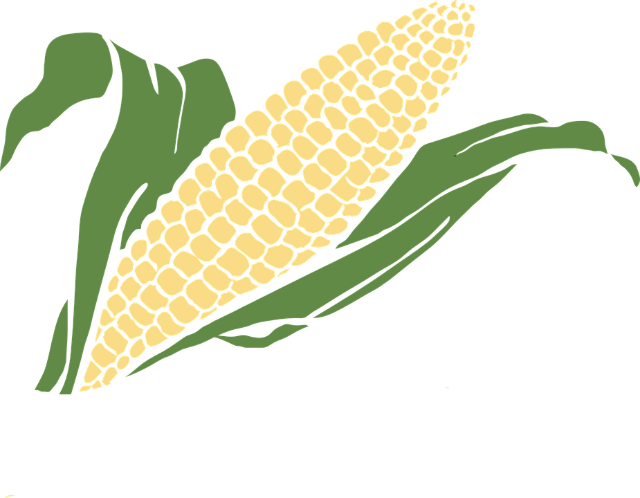 Vegetable Clipart Grain - Golden Corn Clip Art (925x720)