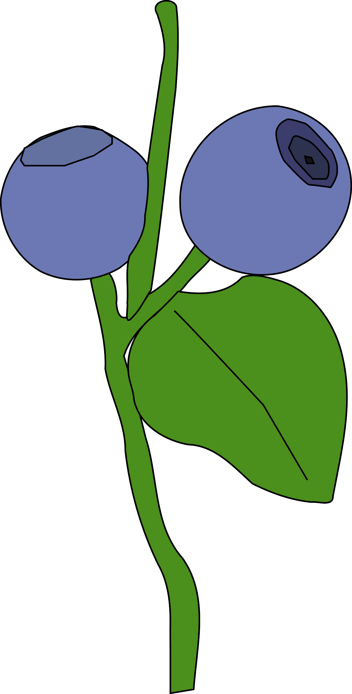 Blackberry Print - Berry Clip Art (1217x2400)
