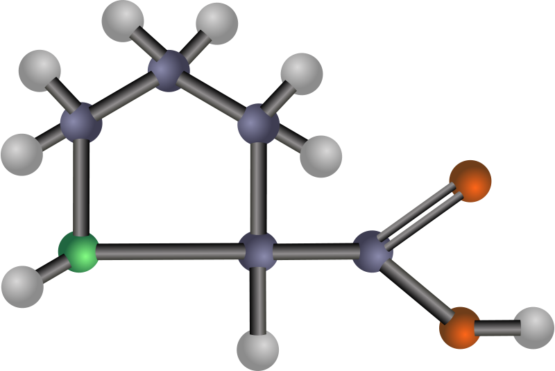 Free Chromosome Free Proline - Amino Acids: Biochemistry And Applications (800x535)