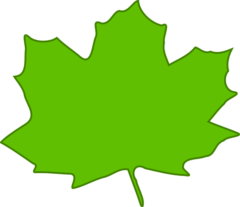 Maple Leaf Green Plant Nature Foliage Tree - Light Green Leaves Clipart (835x720)