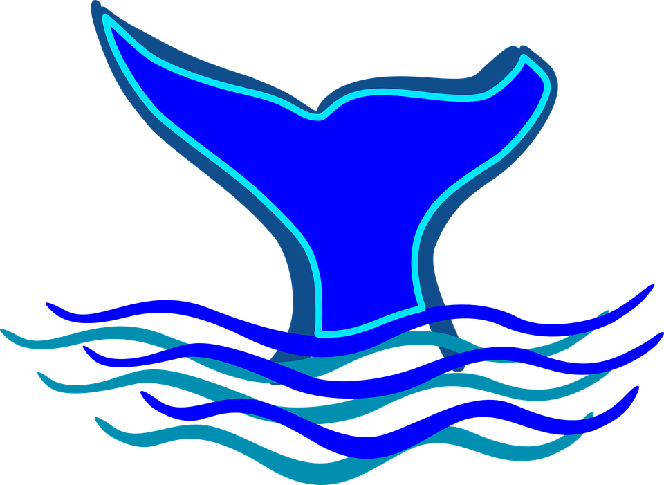 Shark Fin Fish Fin Clip Art Clipartfest In Clipart - Fin Clipart (960x701)