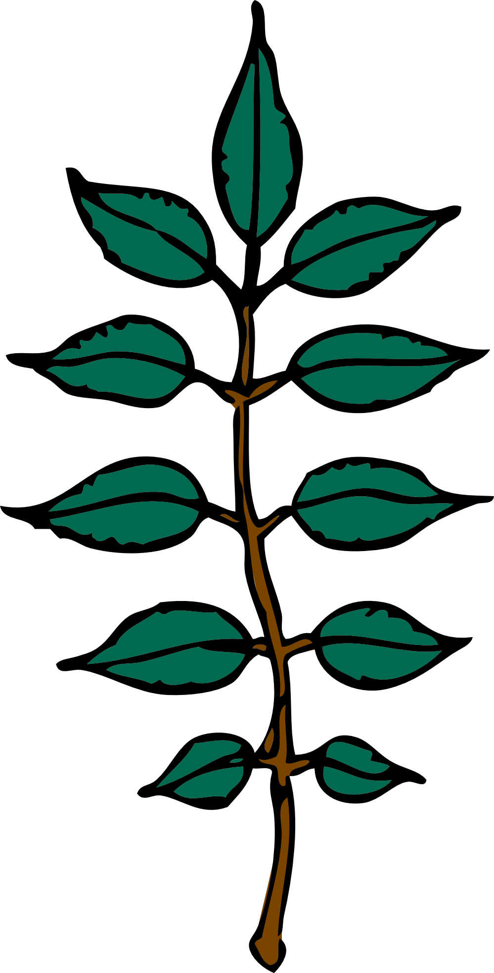 Free Vector Ash Leaves Clip Art - Ash Tree Leaf Clip Art (999x1967)