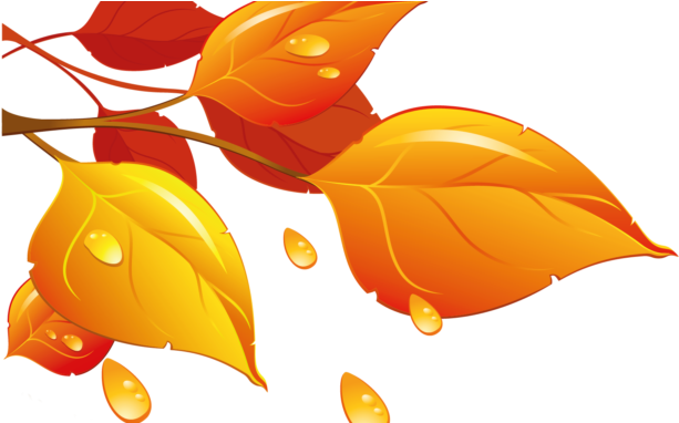 Ash Tree Leaves Images - Stock.xchng (678x381)