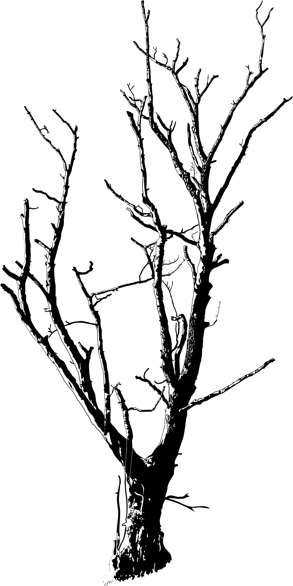 Drawn Dead Tree Dead Flower - Dead Tree Black And White (1697x2400)