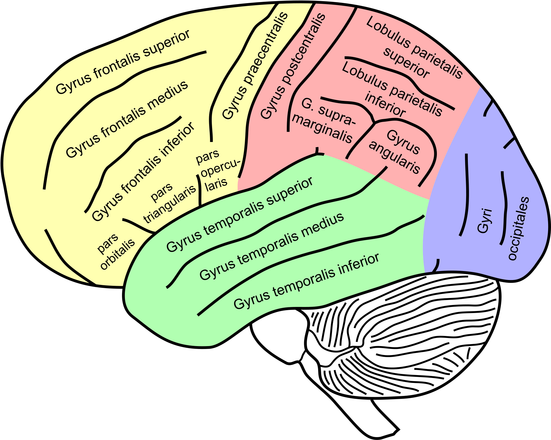 Gyrus - Posterior Middle Temporal Gyrus (2000x1596)