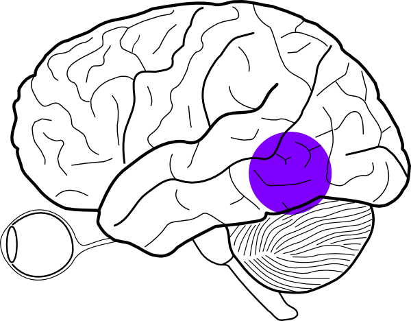 Posterior Temporal Lobe Mass Clip Art - Easy Human Brain Diagram (600x468)