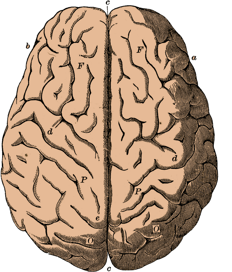 Мозг снаружи. Мозг снаружи. Мозг сбоку. Гипоталамус таламус гиппокамп. Мозг снаружи.