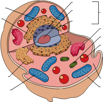 Brain Label Diagram Blank Search Results Brain Anatomy - Blank Animal Cell Diagram (355x352)