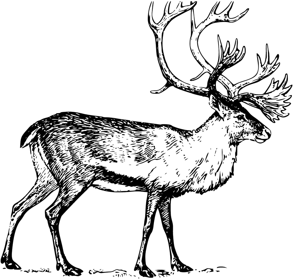 Deer Boreal Woodland Caribou Drawing Clip Art - Deer Boreal Woodland Caribou Drawing Clip Art (1024x1024)