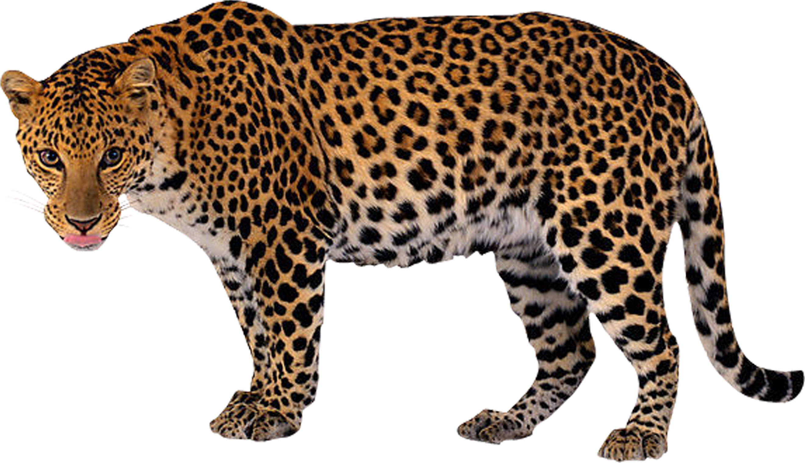 Leopard Clip Art - Леопард Пнг (3023x1963)