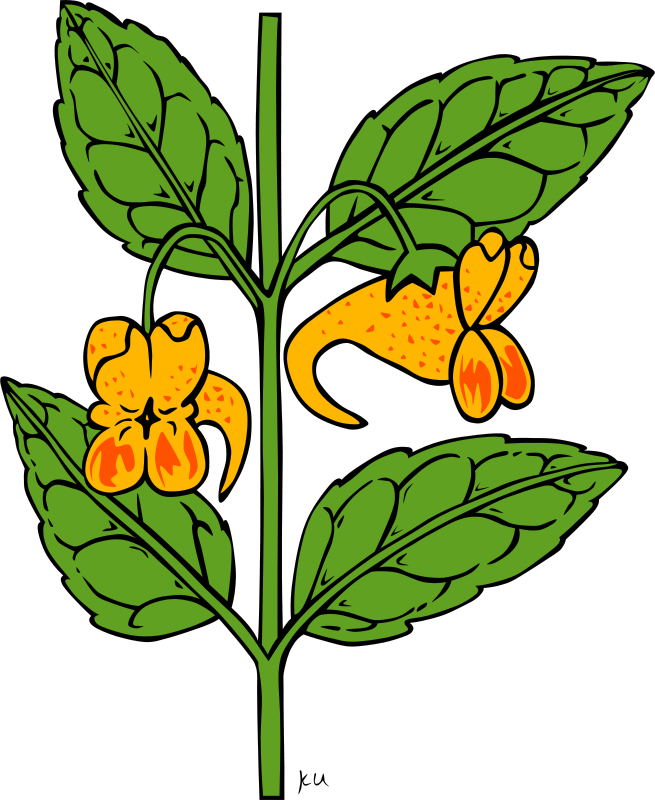 Free Impatiens Cliparts - Outline Of A Flower (614x750)