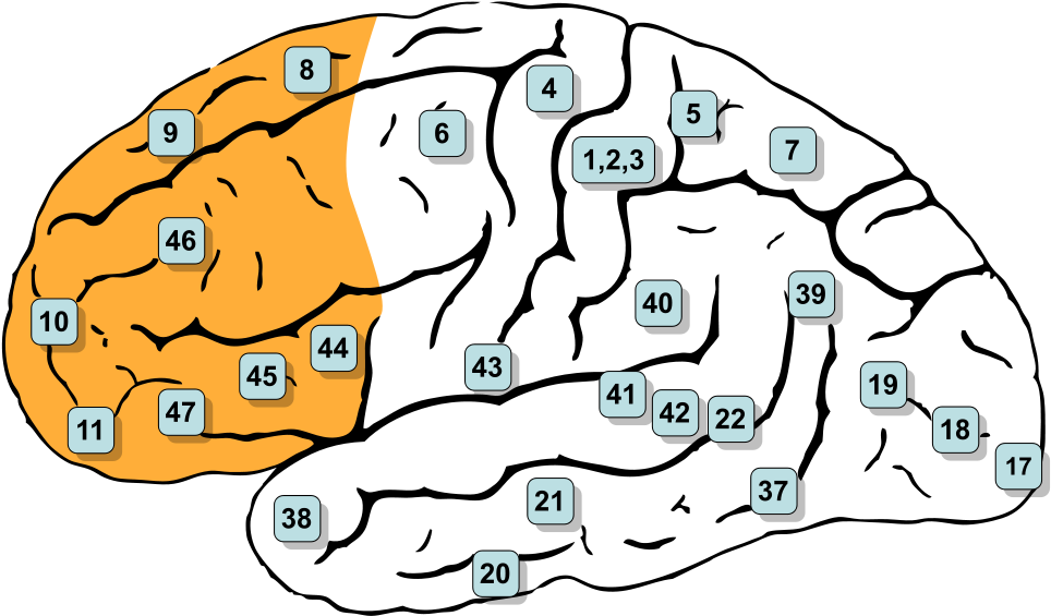 Med Thumb Memory Brain - Frontal Lobe Brodmann Areas (992x573)