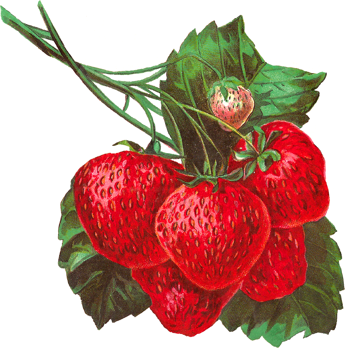 Pretty Digital Strawberry Clip Art In Gorgeous Detail - Illustration (1551x1575)