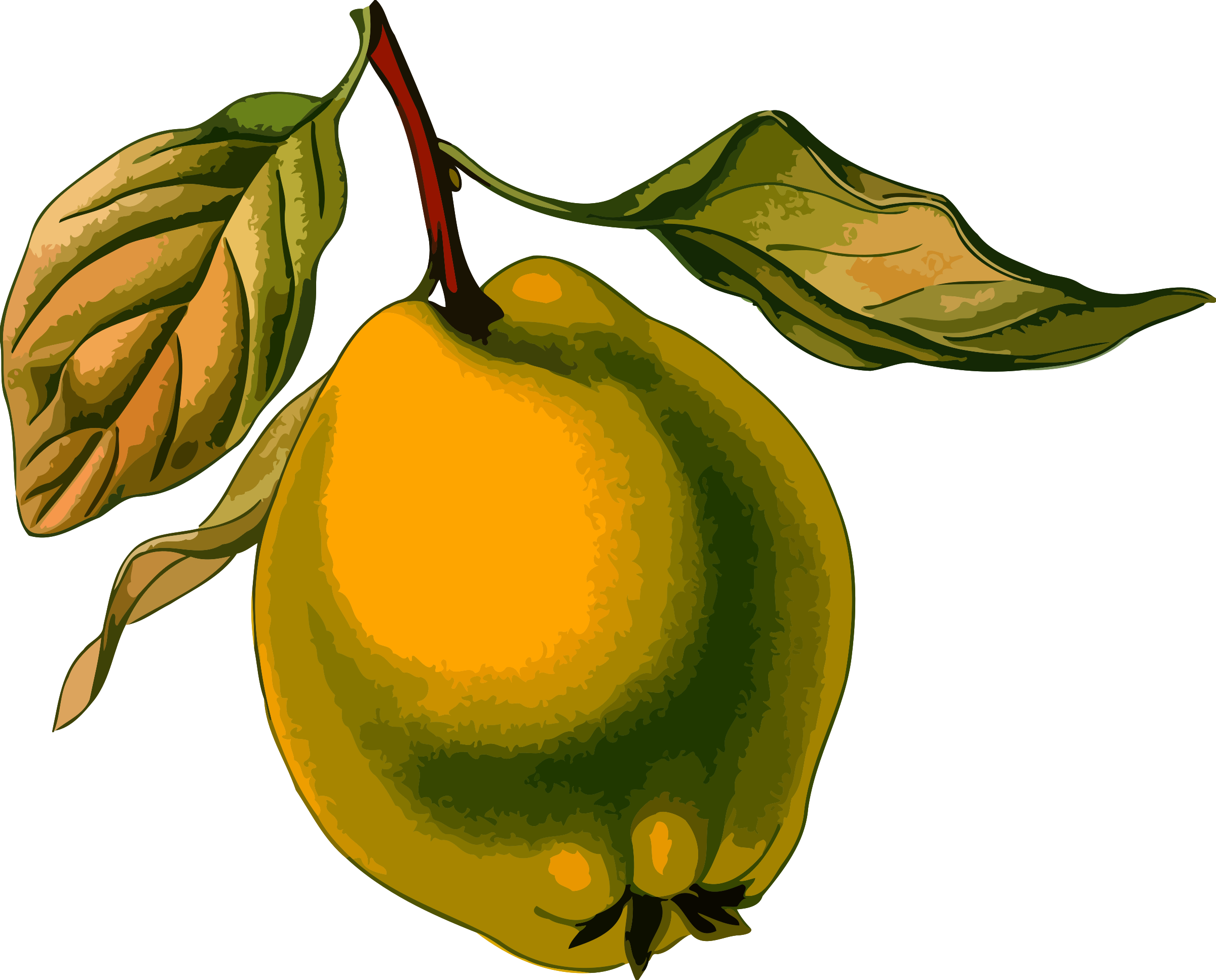 Quince Clipart - Quince Clipart.
