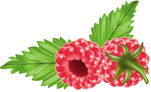 0 1808cc C711f4e8 Xl - Raspberry Clipart Png (500x305)