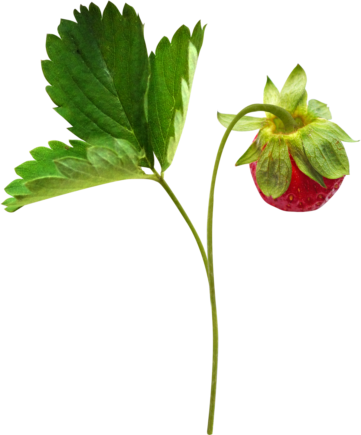 Berry Clip Art - Berry Clip Art (1388x1600)