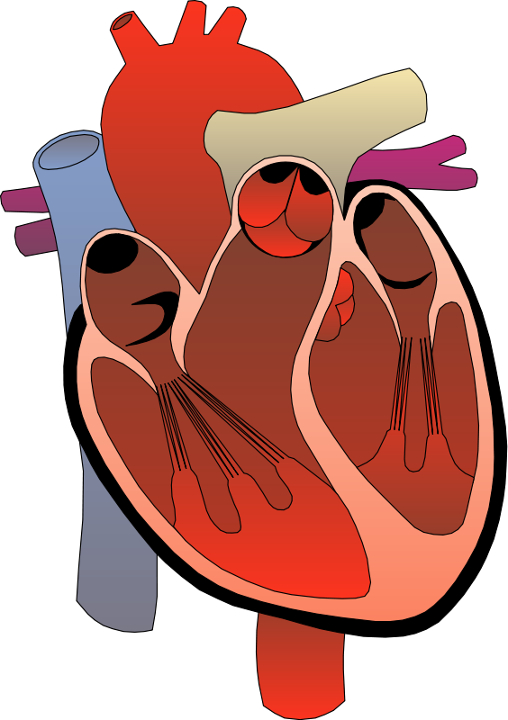 Image Of Anatomy Clipart - Human Heart Transparent Background (564x800)