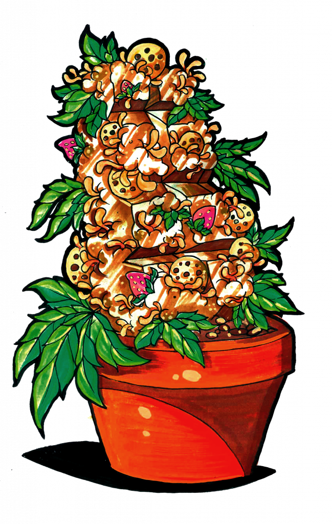 Llega El Dia 420 Y Te Regalamos Semillas De Choco Cookies - 420 Day (649x1024)