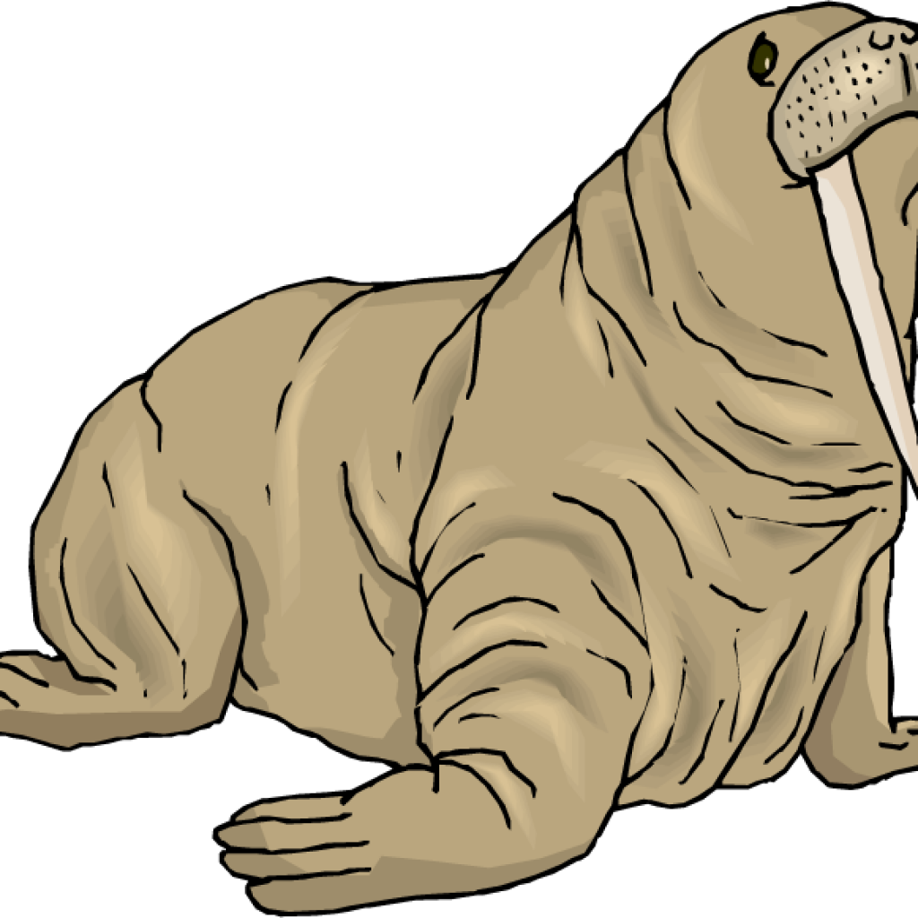 Walrus Clipart Dinosaur Clipart Hatenylo Com Rh Hatenylo - Walrus Clipart (1024x1024)