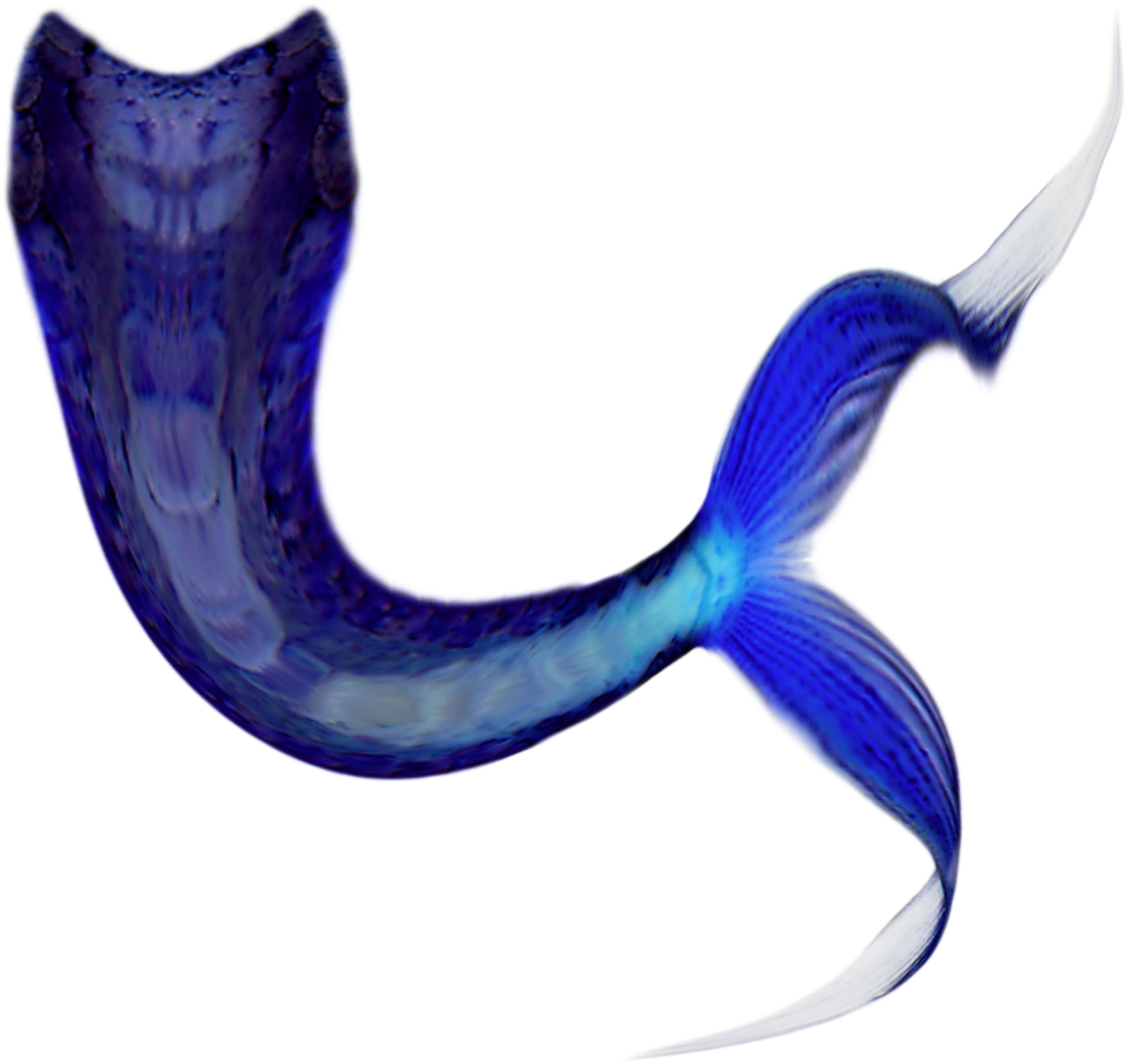 Mermaid Tail No Text Png - Mermaid Tail Brushes Photoshop (2050x2050)