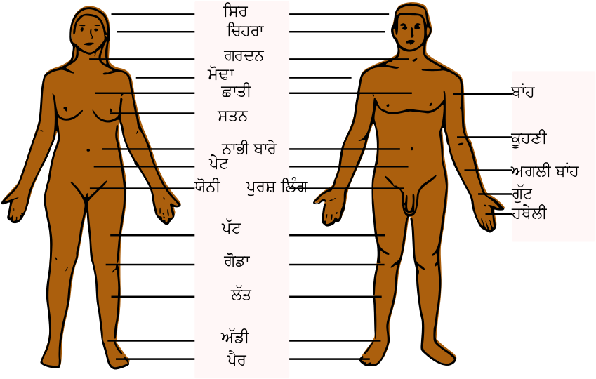 Clipart Info - Body Parts In Italian (1000x549)