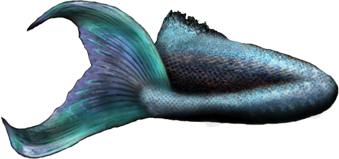 Mermaid Tail 2 Officialpsds - Real Mermaid Tail Png (685x323)