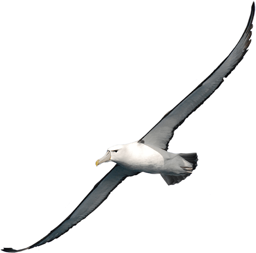 Albatross Png Clipart - Albatross Transparent (513x506)