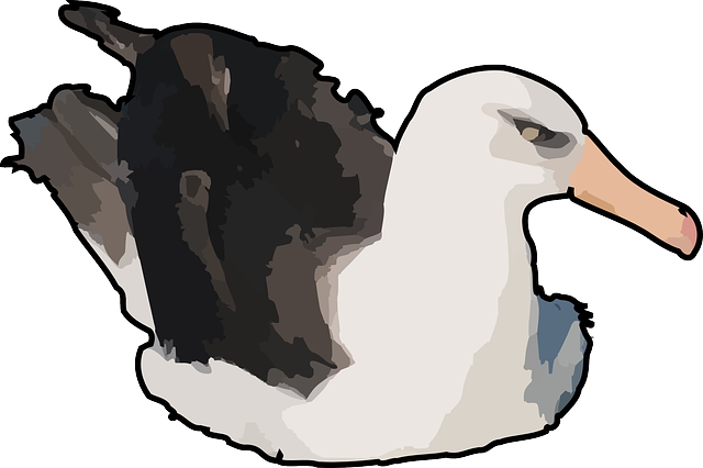 Swimming Duck 2 Clip Art At Clker - Poultry (640x426)