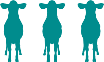 Subscription Box - Cow Silhouette (578x610)