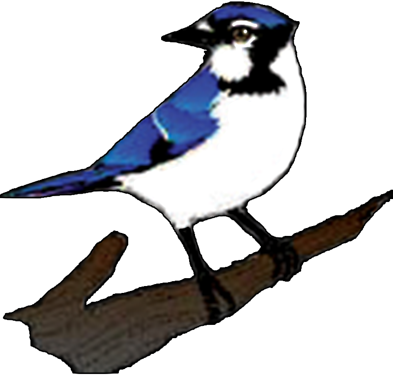 The Great Lakes Forestry Centre Is The Largest Canadian - Blue Jay Clipart Transparent (800x763)