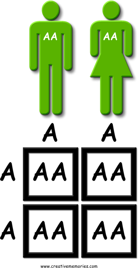 In This Genetic Distribution, Neither Parent Carries - In This Genetic Distribution, Neither Parent Carries (525x1021)